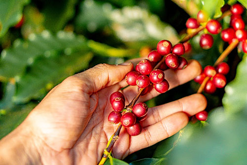 Estudo aponta que cafezais do Cerrado Mineiro tem emissão negativa de carbono equivalente a um hectare por ano