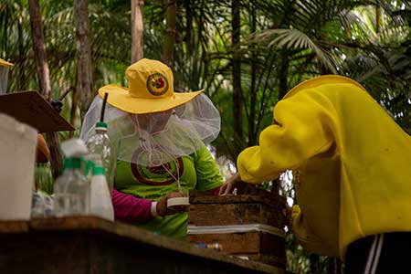 Projeto incentiva a criação de colmeias e mudas no Pará