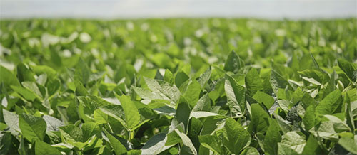 Revolução Agro, documentário produzido pela Prosa Press, chega ao mercado mostrando a importância da tecnologia no agronegócio