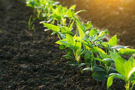 Biotecnologia pode ser aliada dos produtores contra impactos climáticos