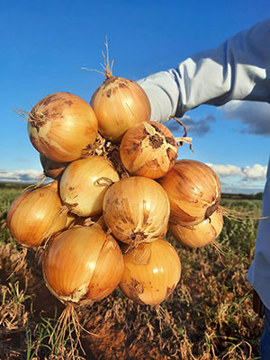 Cebolas híbridas são alternativas sustentáveis e rentáveis aos agricultores do segmento