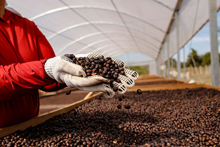 Região do Cerrado Mineiro realiza primeiro Leilão Virtual de Café de 29 de janeiro a 2 de fevereiro