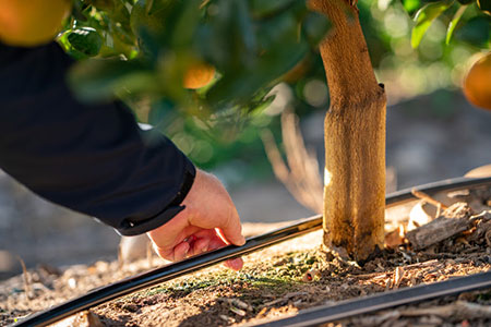 Otimização da produção em Citros: o impacto da irrigação por gotejamento, alavancando produtividades em 60%