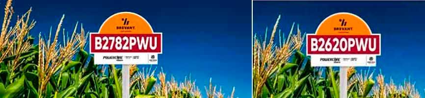 Produtores de leite e gado de corte maximizam sua produtividade com silagem de milho