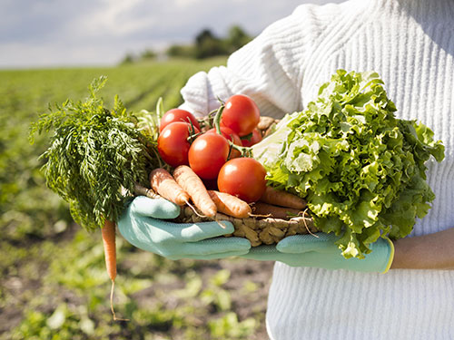 Apesar de ser maioria no agronegócio Brasil, agricultura familiar sofre desafios, como a baixa renda dos trabalhadores