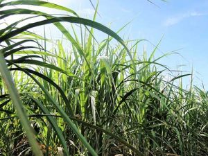 Lei que regulamenta mercado de carbono no Brasil é sancionada e amplia oportunidades aos produtores de cana