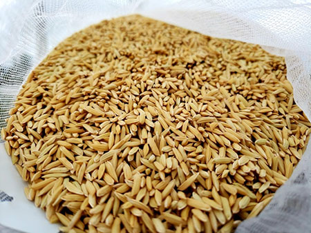 Plantio da soja na rotação de culturas é destaque na Abertura Oficial da Colheita do Arroz