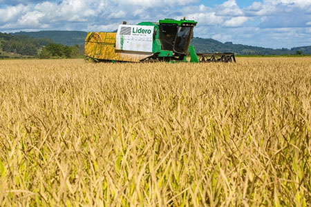 Plantio da soja na rotação de culturas é destaque na Abertura Oficial da Colheita do Arroz