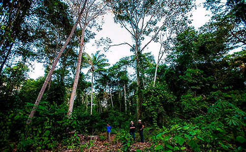 Incluído no Plano Safra, setor de base florestal trabalha para ativar linhas de crédito