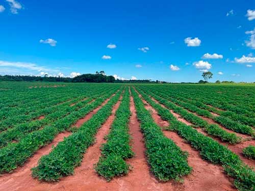 Fósforo ou ácido fosforoso? Produtores de amendoim vivem dilema sobre o que é correto na nutrição foliar quando o assunto é exportação