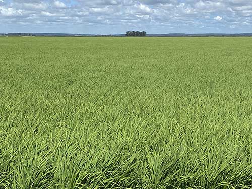 Sistema de produção inovador será apresentado pela RiceTec na 34ª Abertura da Colheita do Arroz