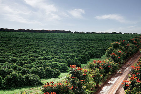 Federação dos Cafeicultores do Cerrado estará presente no World Food and Agribusiness Forum em Ribeirão Preto