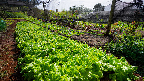 Sabores da agricultura orgânica: webinar vai abordar “Comidas reais para pessoas reais”