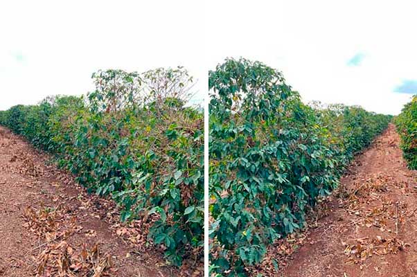 Redução de estresse e aumento de produtividade do café são foco na participação da ICL na Femagri