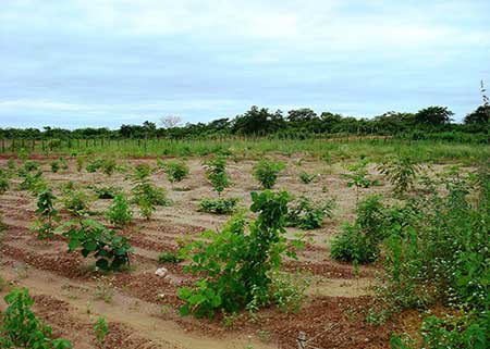 Sistemas integrados de produção aumentam matéria orgânica em solos da Caatinga