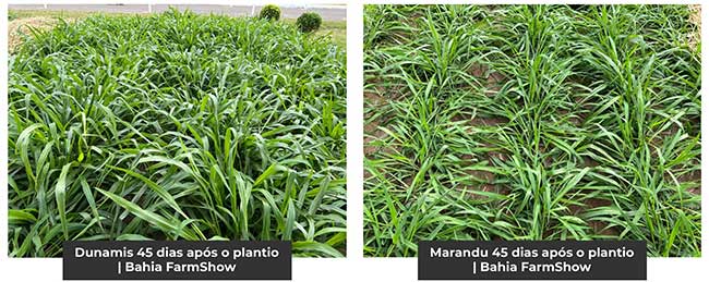 Brachiaria: benefícios do capim Dunamis em relação às variedades populares