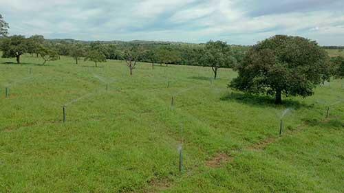 Indústria destina água residual para irrigação de pasto