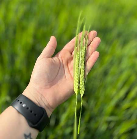 Fertilizante mineral multinutricional alavanca a produtividade da cevada