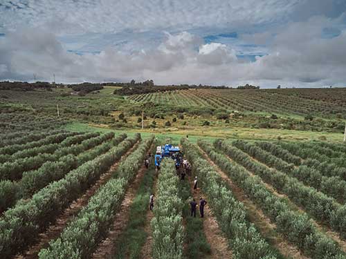 New Holland vende a primeira colheitadeira de azeitonas do Brasil