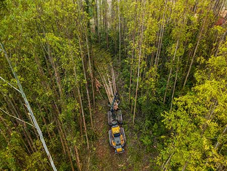 Desafios especiais, soluções específicas: A contribuição do Harbunk Ponsse na colheita florestal