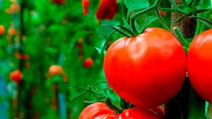 Sindiveg lança novo módulo de curso on-line gratuito sobre manejo fitossanitário