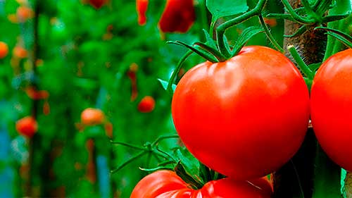 Proliferação da requeima se acentua no outono e demanda uso de fungicidas na cultura do tomate