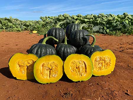 Planejamento no cultivo de abóbora cabotiá impulsiona negócios de agricultores familiares