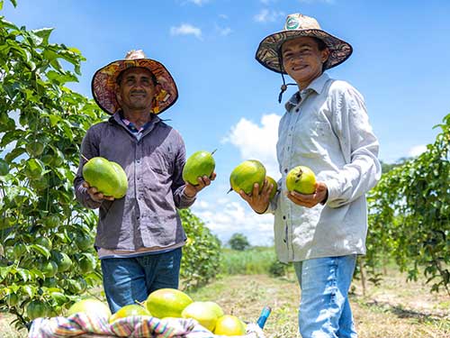 Agricultores de Goiás adotam kits de irrigação e devem colher mais de 25 toneladas de frutas por hectare