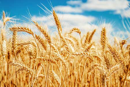 Produtores de trigo ganham novo aliado para o controle de doenças