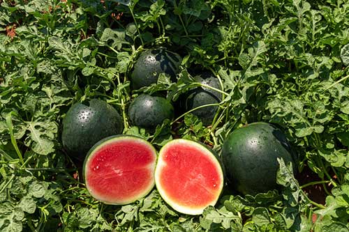 BASF participa da primeira edição da Fruit Attraction no Brasil