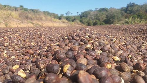 Mais do que só um cafezinho: em feira nos EUA, cafeicultores mostram a qualidade e diversidade do produto nacional