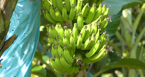 Fertilizante orgânico aumenta a produtividade da bananeira