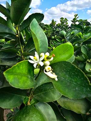 Limão Tahiti tem cenário favorável para investimentovisando indução de florada e aumento de produtividade
