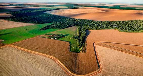 Bunge mais do que dobrará área de seu programa de agricultura regenerativa no Brasil até 2026