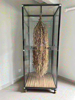 "Pé de Soja Gigante"