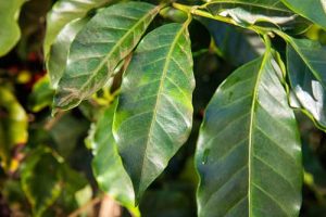 ICL leva solução para redução de estresse e aumento de produtividade ao 25° Simpósio Cafeicultura Matas de Minas