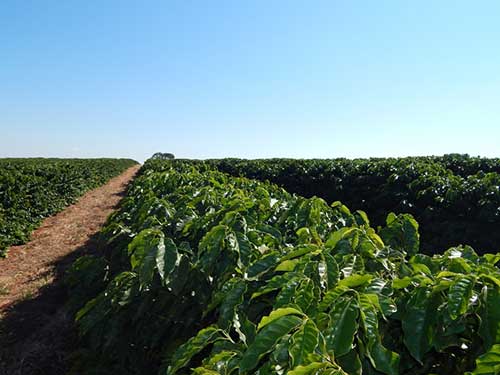 ICL leva solução para redução de estresse e aumento de produtividade ao 25° Simpósio Cafeicultura Matas de Minas