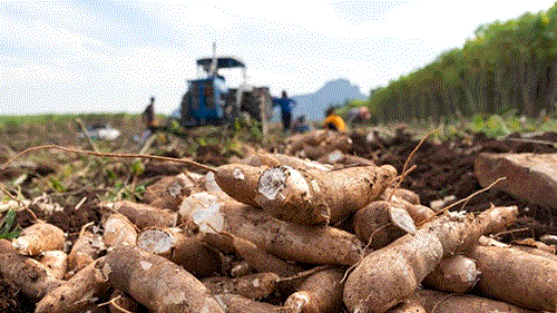 Mandioca é um dos alimentos mais consumidos no mundo
