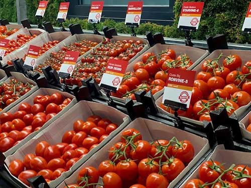 Nunhems inaugura o Centro de Experiência do Tomate na Holanda