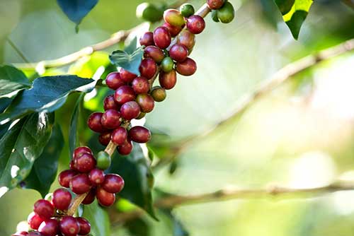 Controle do bicho-mineiro na produção de café demanda uso de inseticidas