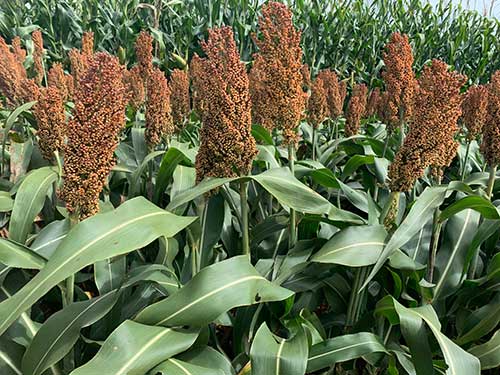 Sorgo: uma alternativa para diversificação de culturas para o produtor rural