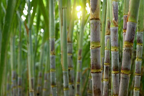 Biotecnologia amplia produtividade e rentabilidade de produtores de cana-de-açúcar