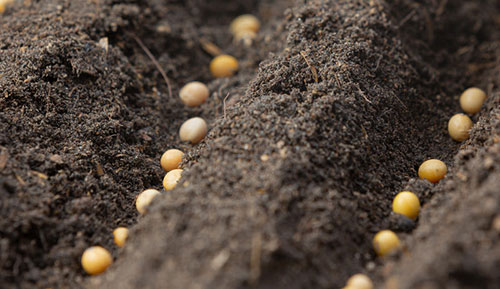 Quantidade adequada de sementes pode aumentar produtividade no campo