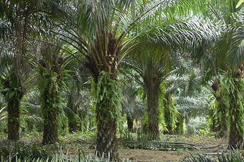 Áreas próximas às operações do Grupo BBF em Roraima possuem 85% menos alerta de desmatamento