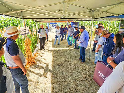 Encontro Técnico EPR em Sinop (MT) reunirá os principais híbridos de milho do mercado