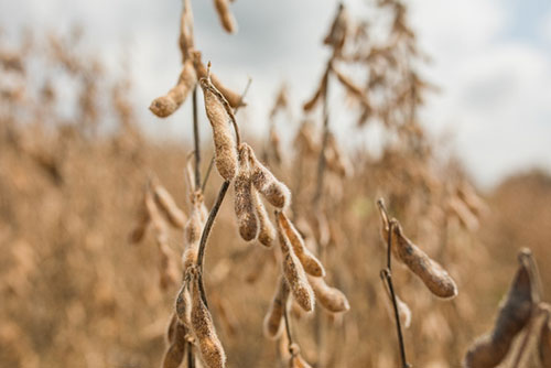 ShowTec: BASF leva novidades para os cultivos do MS