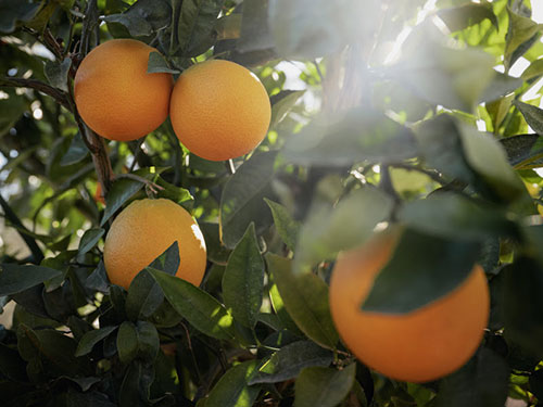 Yara leva fertilizantes de alta tecnologia à Expocitros 2024