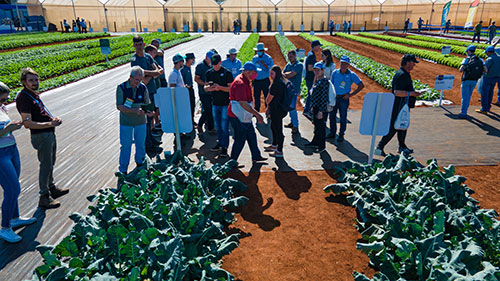 Dia de Campo da Agristar aquece mercado brasileiro de horticultura