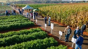 Dia de Campo da Agristar aquece mercado brasileiro de horticultura