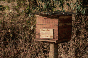 Abelhas geram renda extra para agricultores familiares e melhoram a produção de grãos no MT